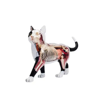 Modelo de Anatomía de Gato Simulado en PVC de 28 Piezas para Ciencias Médicas, Regalo para Niños, Recurso de Enseñanza, CE/ISO