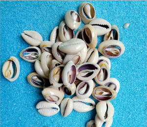 Hair Mountings <strong>Braiding</strong> Cowrie Shell <strong>Beads</strong> for Hair Accessories Shell Hair Clip Decor 1kg - Product Image 4