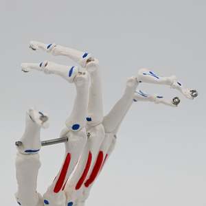 Modelo de Mano Humana Esquelética a Tamaño Real KyrenMed, con Articulación de Muñeca, Hueso de la Palma, Ulna, Radio <span class=keywords><strong>y</strong></span> <span class=keywords><strong>Huesos</strong></span> de Mano Desmontables - Product Image 4