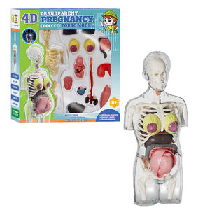 Modelo Anatômico de Gravidez <span class=keywords><strong>4D</strong></span> Transparente, Kit de Estrutura do Corpo Humano, Brinquedos de Montagem Científica para Crianças. - Product Image 4