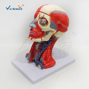 Muscles and <strong>Blood</strong> <strong>Vessels</strong> of the Head and Neck Attached <strong>to</strong> the <strong>Brain's</strong> Ten Components Anatomy Model PVC Material Model - Product Image 2
