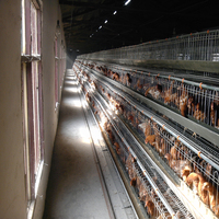9 cages de poulet galvanisées, pour la mise en place, dimensions de la batterie
