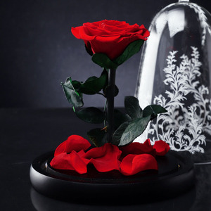 Rosas Secas Preservadas Eternas al por Mayor para <span class=keywords><strong>Navidad</strong></span> <span class=keywords><strong>y</strong></span> San Valentín, Cubiertas de Cristal, La <span class=keywords><strong>Bella</strong></span> <span class=keywords><strong>y</strong></span> la <span class=keywords><strong>Bestia</strong></span> - Product Image 2