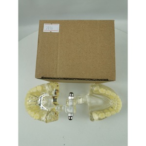 Modèle dentaire standard M7016, 24 dents, modèle anatomique en silicone médical pour l'enseignement et l'usage domestique - Product Image 1