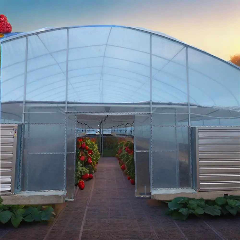 Nuevo invernadero agrícola de gran tamaño para fresas y granjas