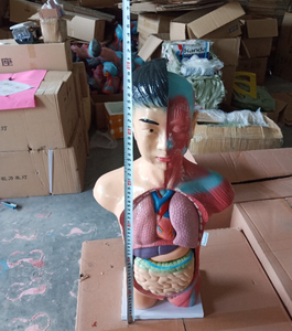 Ciencia médica de alta calidad y Mejor Precio adolescente medio <span class=keywords><strong>cuerpo</strong></span> Torso modelo 60 cm modelo anatómico <span class=keywords><strong>Cuerpo</strong></span> <span class=keywords><strong>Humano</strong></span> <span class=keywords><strong>tronco</strong></span> modelo - Product Image 3