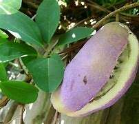 Extracto de <span class=keywords><strong>Akebia</strong></span>, Polvo de <span class=keywords><strong>Akebia</strong></span> Caulis, Extracto de <span class=keywords><strong>Akebia</strong></span> Quinata - Product Image 3