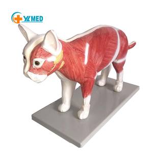Modelo <span class=keywords><strong>de</strong></span> Anatomía <span class=keywords><strong>de</strong></span> Gato - Espécimen <span class=keywords><strong>de</strong></span> Órganos Viscerales Felinos Desmontable <span class=keywords><strong>de</strong></span> PVC con Base <span class=keywords><strong>de</strong></span> Exhibición para Enseñanza Veterinaria - Product Image 1
