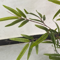 Jardinière en bambou artificiel résistante aux UV pour l'aménagement extérieur, avec design Bonsaï et écran