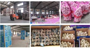 Ail déshydraté violet et blanc disponible, bulbes de 50-60 mm, sacs en filet de 25 kg, non-OGM, saveur intense, pour l'industrie de l'épicerie, directement de l'usine - Product Image 6