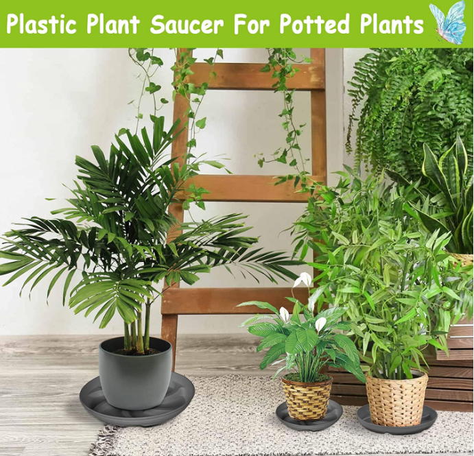 taro plant indoor Taro Elephant Ear Plants 4 Feet Tall - Colocasia Esculenta