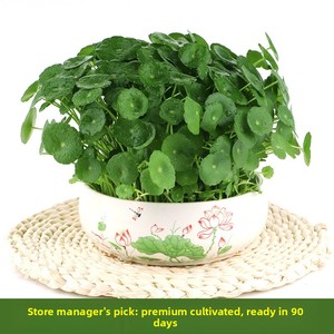 Plantas Hidropónicas Pennywort Creeping Jenny, Hojas para Cultivo en Agua en Interiores, Vegetación para Oficinas; Fácil Cuidado Durante Todo el Año - Product Image 2