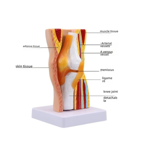 Modelo Anatómico Funcional <span class=keywords><strong>de</strong></span> <span class=keywords><strong>Rodilla</strong></span> Humana Desmontable con Estructura <span class=keywords><strong>de</strong></span> Piel, Músculos y Ligamentos <span class=keywords><strong>para</strong></span> Enseñanza Médica - Product Image 3