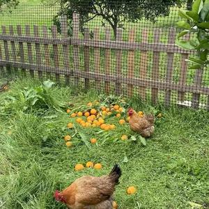 Excellente résistance à la déchirure, parfaite pour la base d'allée/stabilisation du sol Géogrille durable - Product Image 6