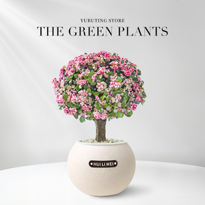 Arbre à Argent Pothos : Plantes Hydroponiques à Faible Entretien - Auto-Arrosantes, Compactes, pour Intérieur, Style Luxe, Ambiance Premium - Product Image 3