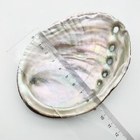 12-13cm couleur primaire coquille décoration artisanat coquille d'ormeau naturel pour brûler des accessoires de maison de sauge