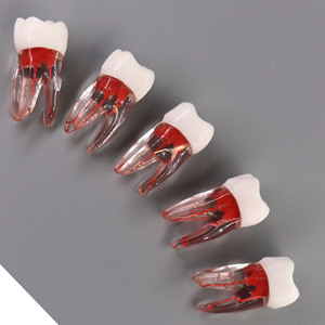 Đồ Dùng Giáo Dục Răng Rễ Nha Khoa Được Truy Cập Loại Nissin Có Khoang Bột Để Thực Hành Chế Độ Giải Phẫu Kiểu Nội Nha - Product Image 3