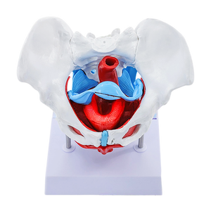 Modelo Anatómico de Pelvis Femenina <span class=keywords><strong>y</strong></span> Músculos del Suelo Pélvico, Estructura Pélvica Humana - Product Image 5