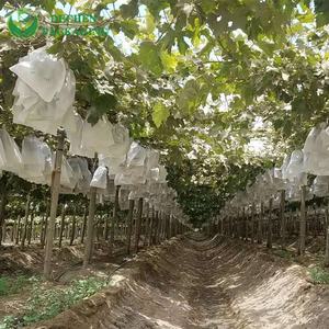 Bolsa protectora <span class=keywords><strong>de</strong></span> uvas, bolsas <span class=keywords><strong>de</strong></span> papel <span class=keywords><strong>de</strong></span> cera personalizadas - Product Image 3