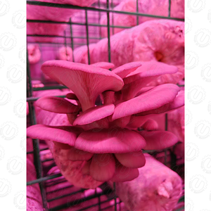 Customizable 20-40ft Large Mushroom Growing Container System Efficient for Mushroom Production - Product Image 5