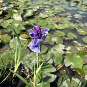 Iris-I.ensata japonaise 'Dewa No Sato'-une <span class=keywords><strong>plante</strong></span> aquatique adaptée aux serres de l'étang de jardin-Iris <span class=keywords><strong>japonais</strong></span> - Product Image 4