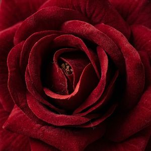 Rose artificielle en velours de qualité supérieure, toucher réel, tige unique, grande taille, pour centres de table de mariage, décoration de maison de luxe, vente en gros - Product Image 4