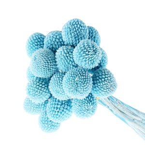 Fleur de Craspedia dorée naturelle préservée, faite à la main, à longue tige, pour la Saint-Valentin, la Fête des Mères, Thanksgiving - Product Image 3