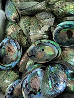 Vente en gros de coquillages d'ormeau nacrés noirs naturels de 9 à 17 cm, peints à la main, 18 couleurs disponibles, pour meubles, artisanat, musique, ZhengShuo