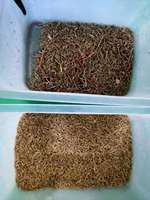 Trieur optique de grains de café, lentilles CE, apprentissage profond intelligent, trieur de couleurs de grains, trieur automati