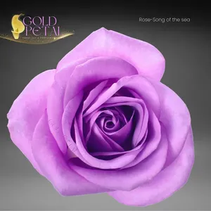 Flores Frescas al por Mayor de Kunming, La Canción del Océano - Product Image 6