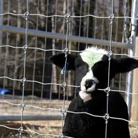 Panneaux de clôture pour bétail de ferme, pour les projets de clôtures de terrains d'élevage, de fermes et de propriétés