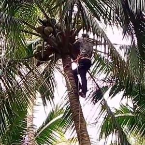 ツリークライミングスパイク安全ハーネス付きの調整可能なクライミングギア - Product Image 6