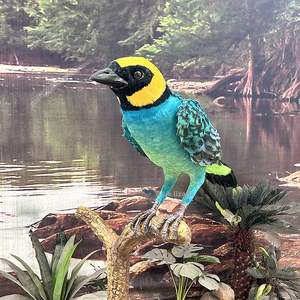 Afrika kuşları-sergi için özelleştirilmiş Animatronic safran-crowned tanbird kuş - Product Image 3