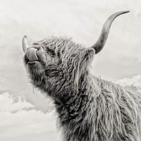 Peinture sur toile, peinture à l'huile, affiche murale, art mural moderne, image d'animaux, image de moutons