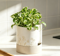 Maceta Moderna de Cerámica con Autorriego para Interiores, 8 Pulgadas, Blanca, Pintada a Mano, con Orificio de Drenaje y Almacenamiento de Agua para Suculentas/Hierbas/Violetas