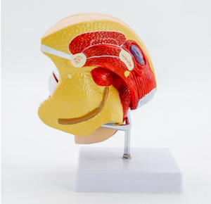 หุ่นจำลอง PVC กายวิภาคของระบบสืบ<span class=keywords><strong>พ</strong></span>ันธุ์เ<span class=keywords><strong>พ</strong></span>ศหญิงสำหรับการ<span class=keywords><strong>ว</strong></span>างแผนครอบครั<span class=keywords><strong>ว</strong></span>ภายในและภายนอกมดลูกและระบบทางเดินปัสสา<span class=keywords><strong>ว</strong></span>ะ - Product Image 2