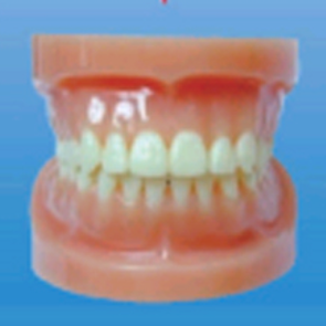 Modelo de Dientes Completo Estándar para Enseñanza Médica, Modelo de Dientes Completo Doble para Enseñanza y Aprendizaje de Anatomía - Product Image 4