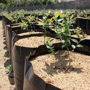 Sacs <span class=keywords><strong>de</strong></span> culture pour plantes en polyéthylène LDPE blanc et noir, résistants aux UV, <span class=keywords><strong>de</strong></span> qualité supérieure, fabriqués par Sunview, avec trous <span class=keywords><strong>de</strong></span> drainage perforés - Product Image 6