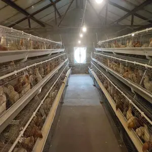 Système automatique de Cage de 5000 œufs de poulet, équipement pour élevage des œufs, meilleure vente