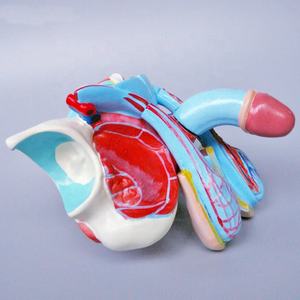 Modelo <span class=keywords><strong>de</strong></span> Órgano Genital Masculino del Sistema Reproductor Desmontable <span class=keywords><strong>de</strong></span> 5 Partes, Anatomía Humana <span class=keywords><strong>de</strong></span> Tamaño Real para Educación Médica, Certificado CE - Product Image 4