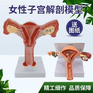Modelo de órganos reproductores femeninos, modelo de útero privado, material didáctico, modelo ginecológico de ovarios - Product Image 5