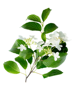 Organico puro olio essenziale per il corpo profumo all'ingrosso all'ingrosso di chiodi di garofano per la crescita dei capelli diffusore di aromaterapia con ingrediente - Product Image 5