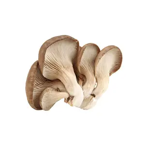 유기 버섯 신선한 굴 버섯 판매 영양소가 높은 굴 버섯