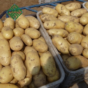 <span class=keywords><strong>Patatas</strong></span> Frescas Orgánicas Holandesas de Alta Calidad <span class=keywords><strong>al</strong></span> <span class=keywords><strong>por</strong></span> <span class=keywords><strong>Mayor</strong></span> de Fábrica en Shandong, China - Product Image 4