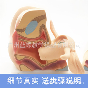 Modèle réproductif féminin, col de l'utérus, utérus, vagin, ovaires, examen gynécologique, enseignement sur la confidentialité reproductive, modèle souple 1:1 - Product Image 5
