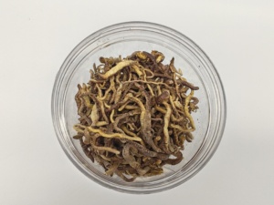 อาหารปลาแบบแห้ง ผลิตจากไส้เดือนดิน แช่แข็งและอบแห้ง ให้สารอาหารและโปรตีนสูง - Product Image 4