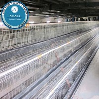 Équipement d'élevage de poulets de chair/poulets pondeurs/petits poussins de Guangzhou (Grillage métallique noir) (Usine de Guangzhou)