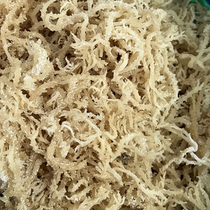 Vietnam Cottonii Seaweed Nimbus Drift Nori secado al sol océano fresco uso culinario suministro a granel exportación directa calidad comercio global mar - Product Image 1