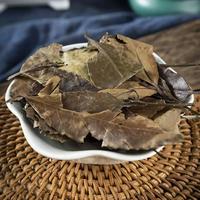 Produits à base de plantes chinoises Dong Qing Ye Holly Leaf, Ilex Chinensis Sims de haute qualité. Ingrédients alimentaires pour les herbes aromatiques et les feuilles de plantes médicinales