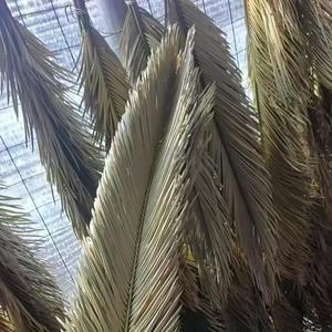 Daun Sagu Kering Grosir Satu Paket, Daun Cycas Gaya Boho Alami untuk Dekorasi Rumah dan Pernikahan